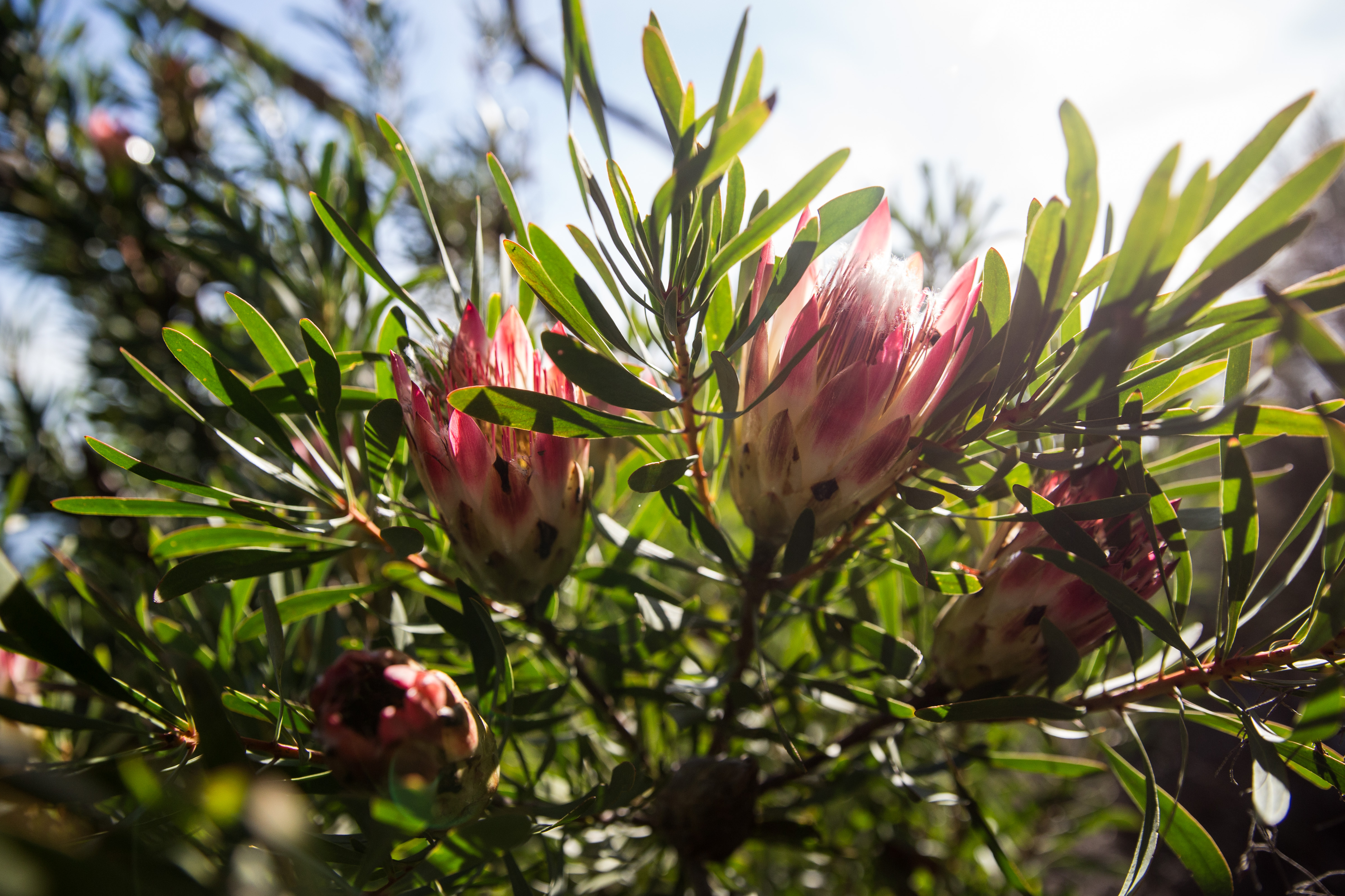 the-cape-s-plants-are-dying-out-and-local-authorities-need-citizens